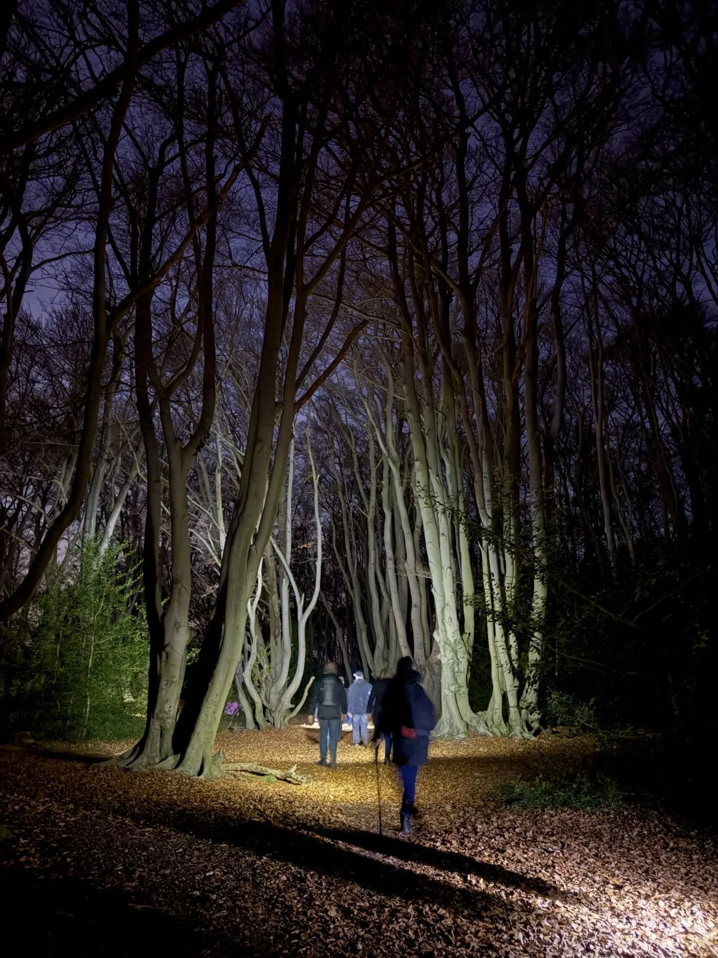 Tonight I had the absolute pleasure of hiking in Epping Forest by torch light. What a treat to come along on the Epping Forest Heritage Trust&rsquo;s Night Walk, led by my dad! 

I loved wandering through beech corridors and feeling like I was on ano