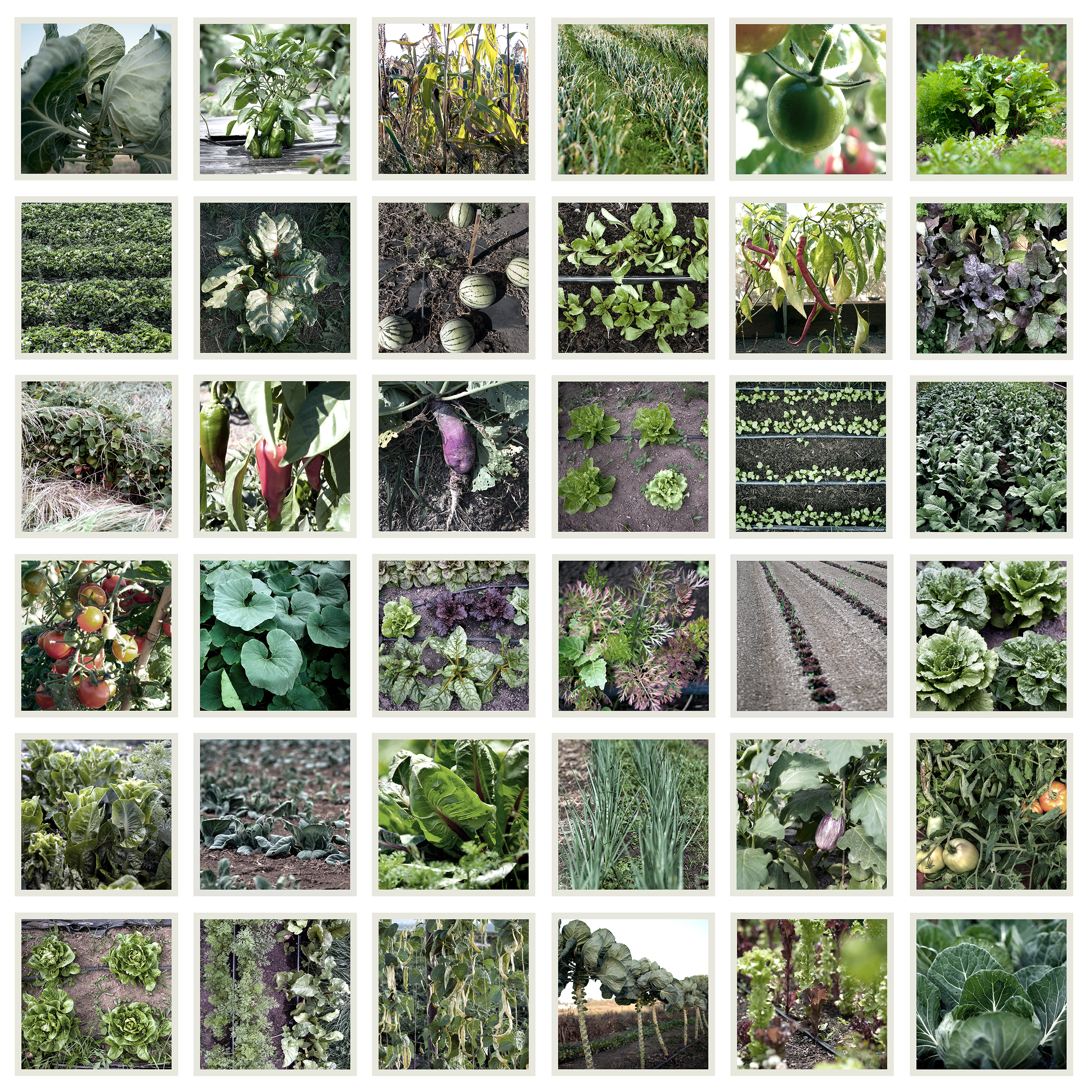 CropsCollage_effectsZenfolio.jpg