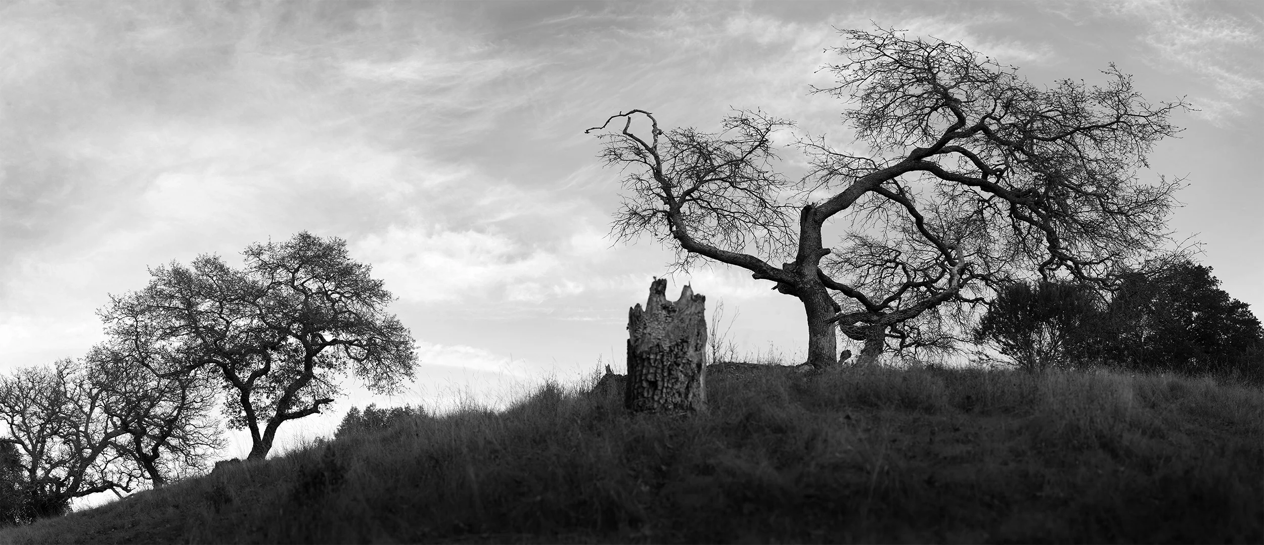 Tree1.jpg