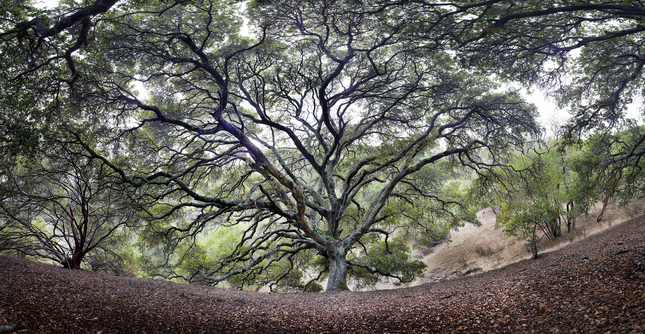 ChinaCampBigTree20w.jpg
