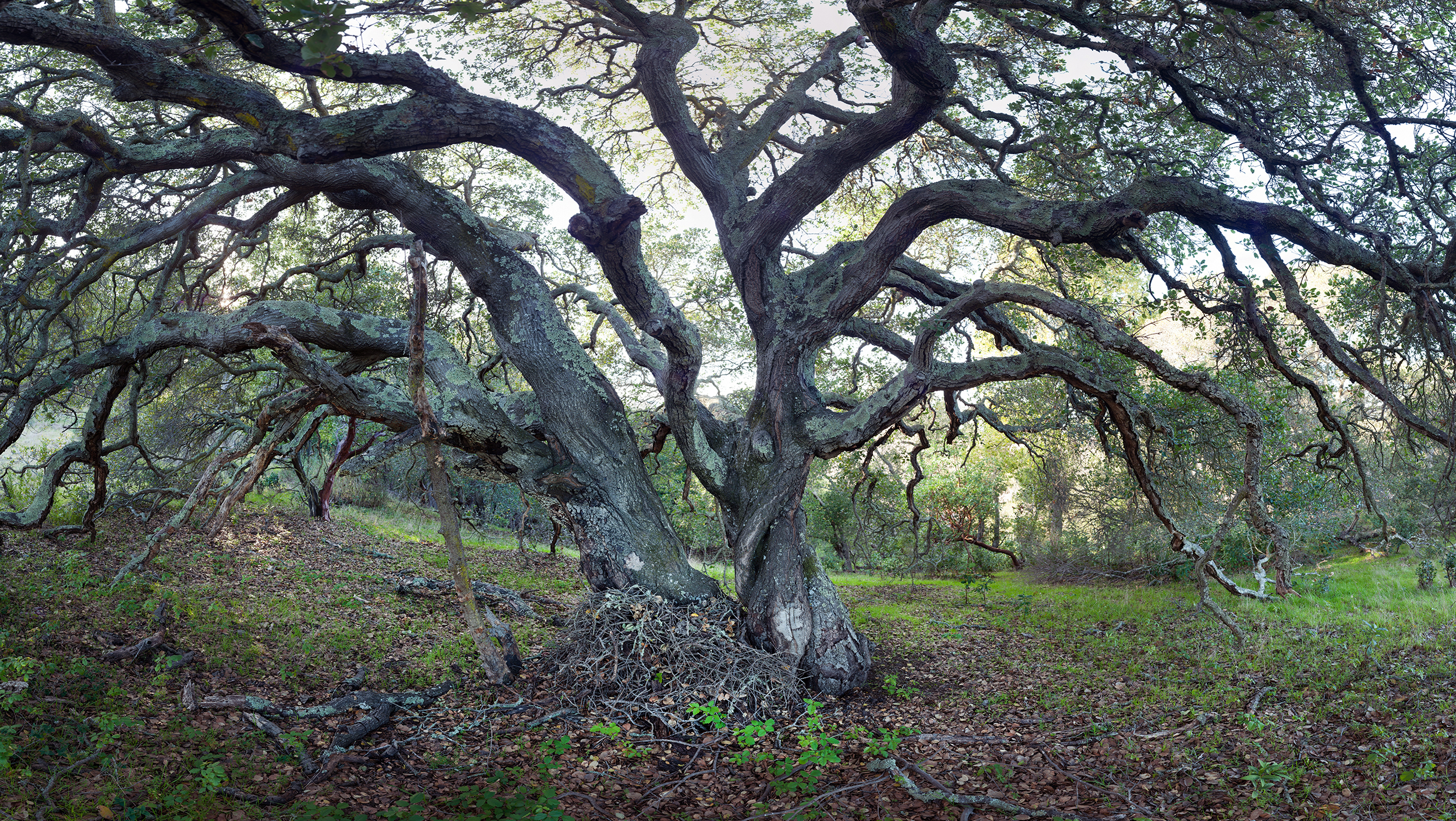 BigTree_60w.jpg