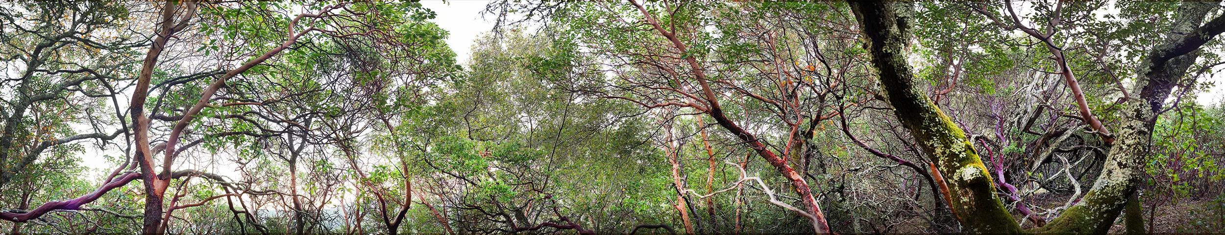 IndianValleyForest.jpg