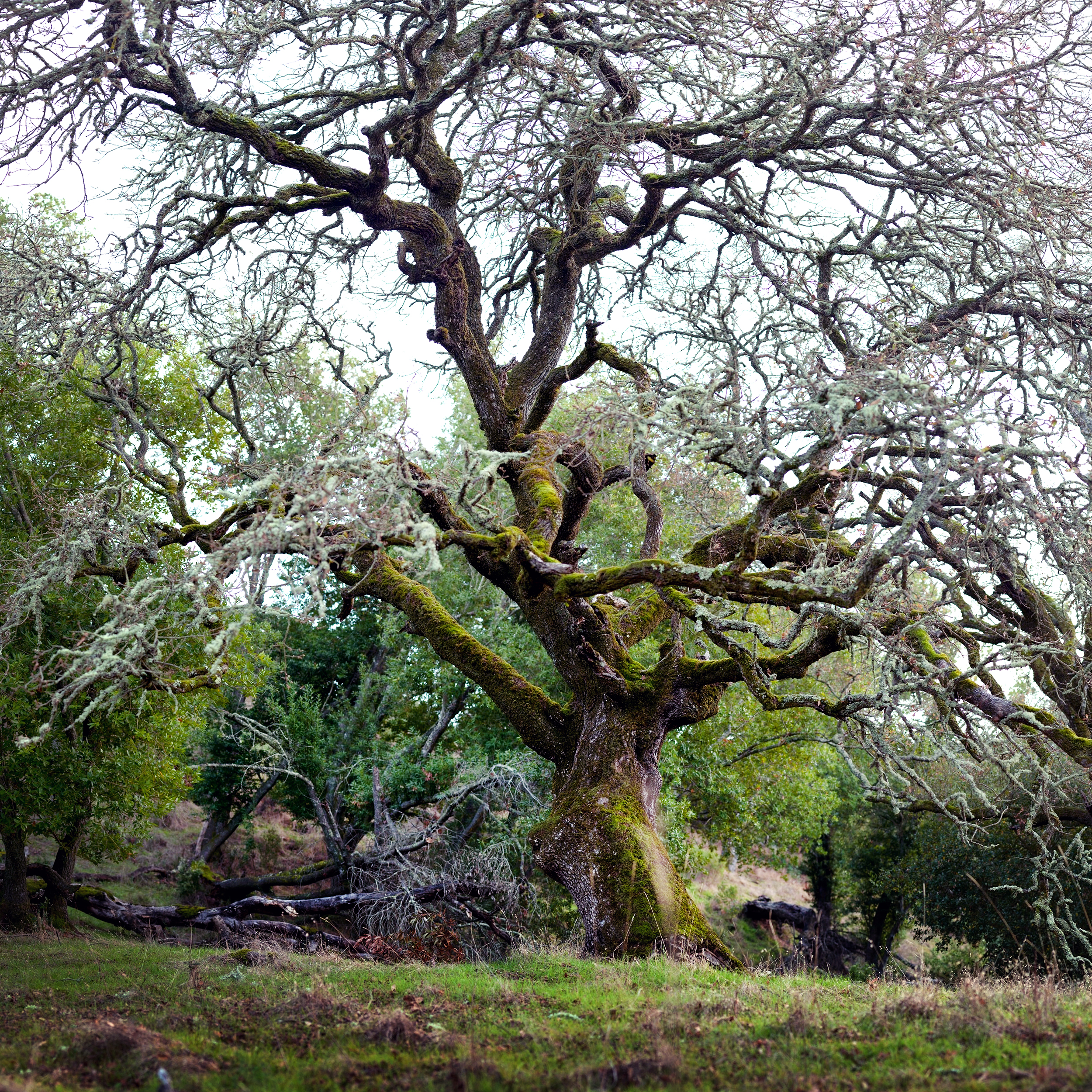 Tree7.jpg