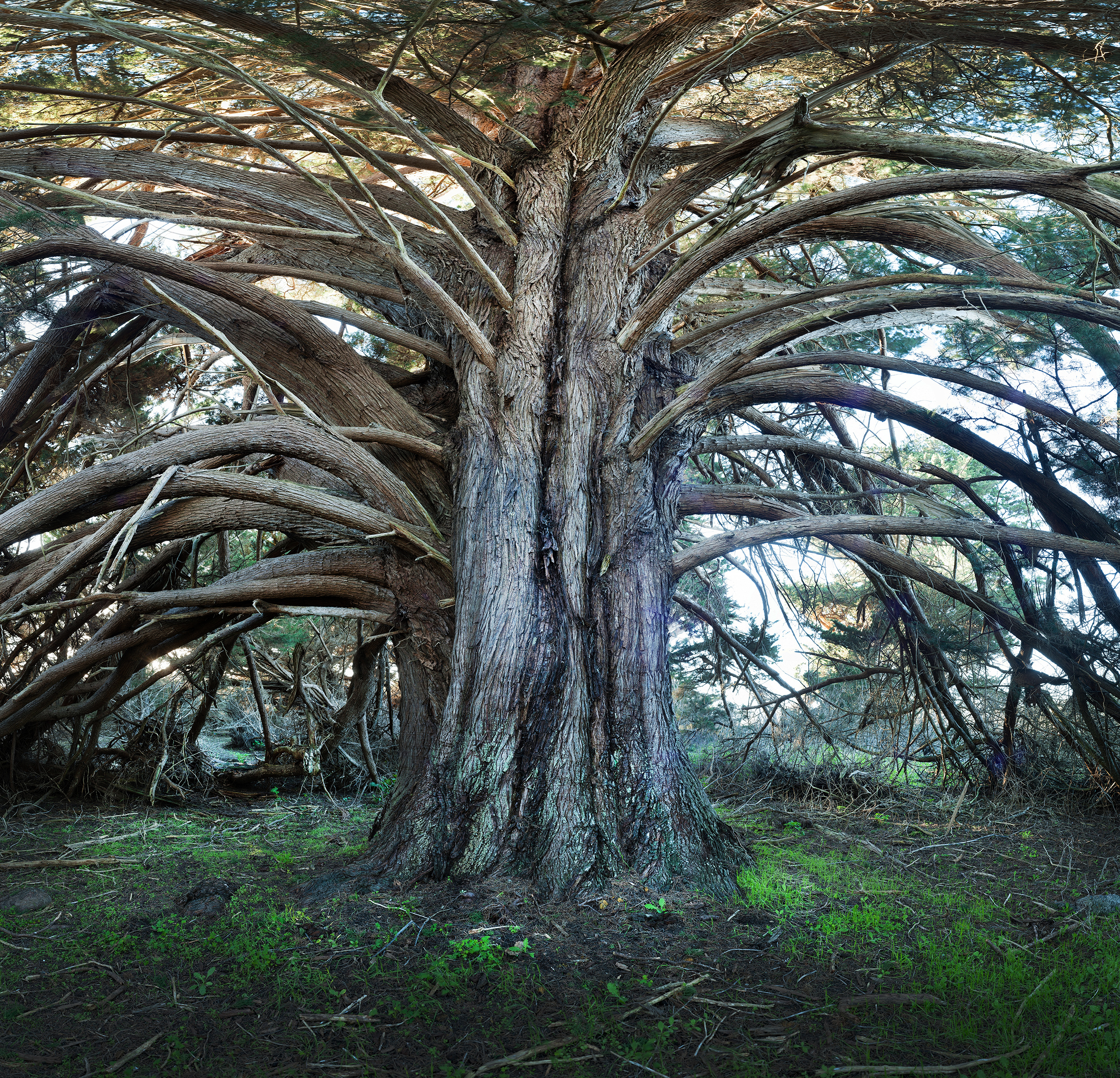 NicasioTree15w.jpg