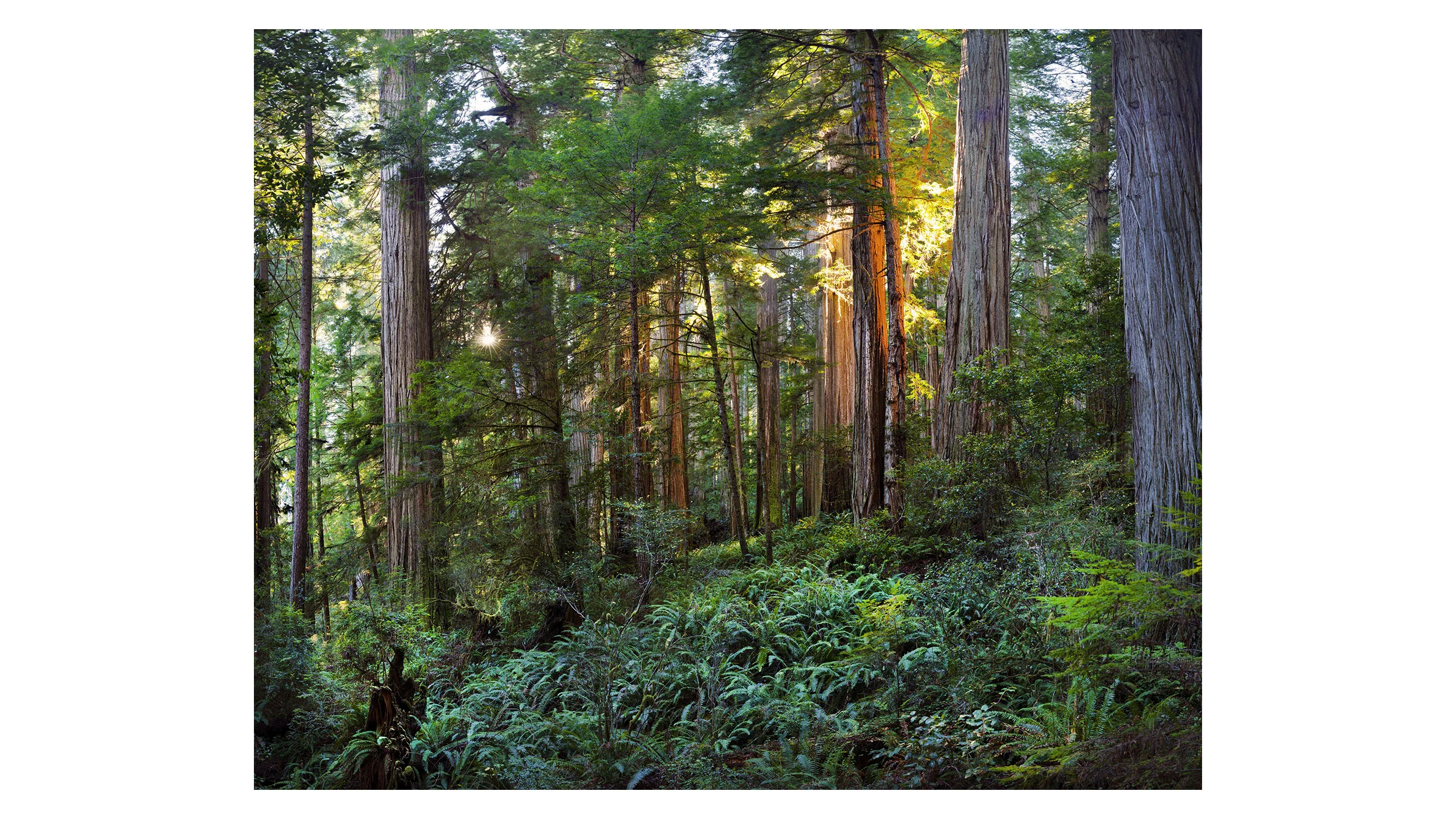 California Redwoods