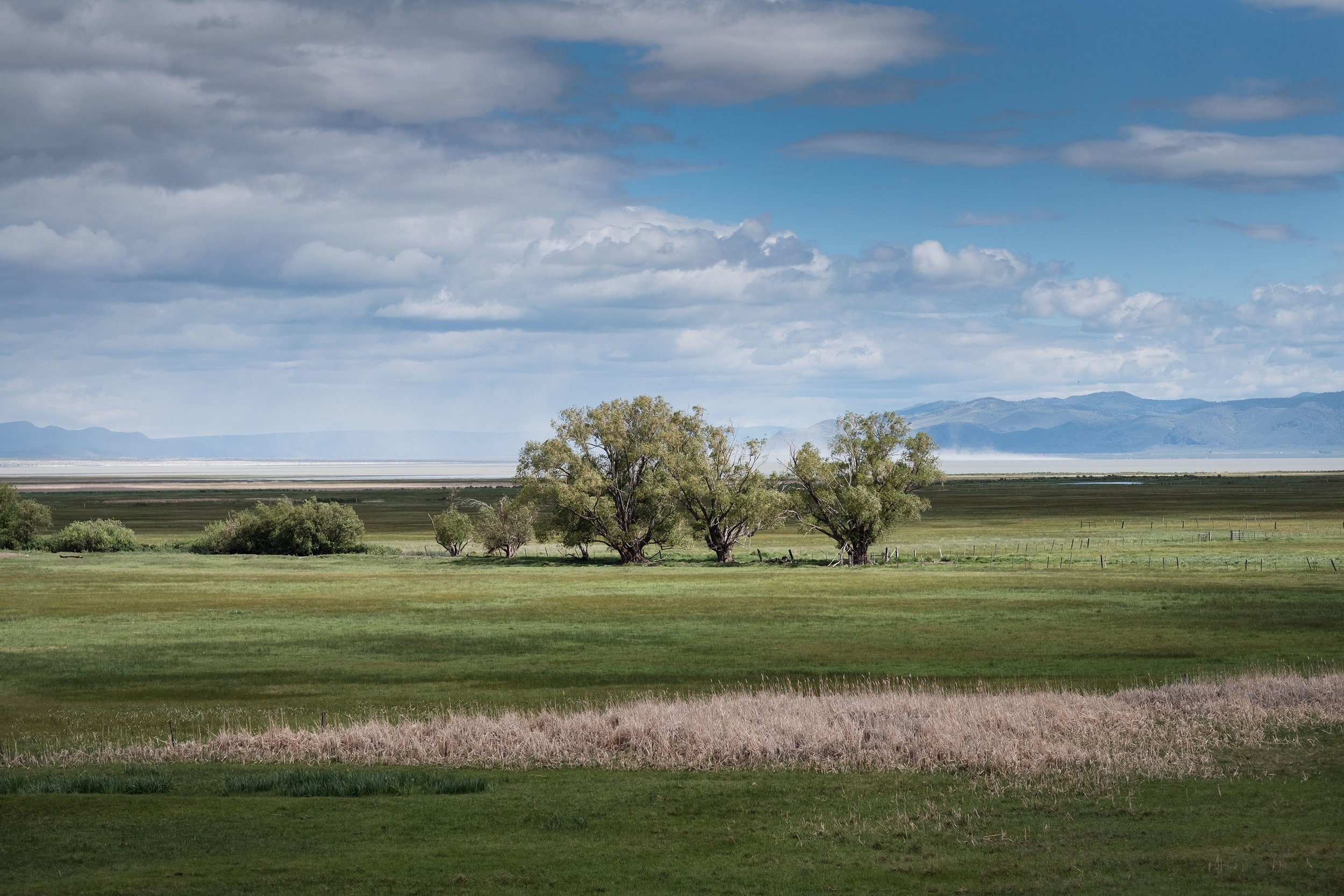 SummerLakeTrees-1.jpg