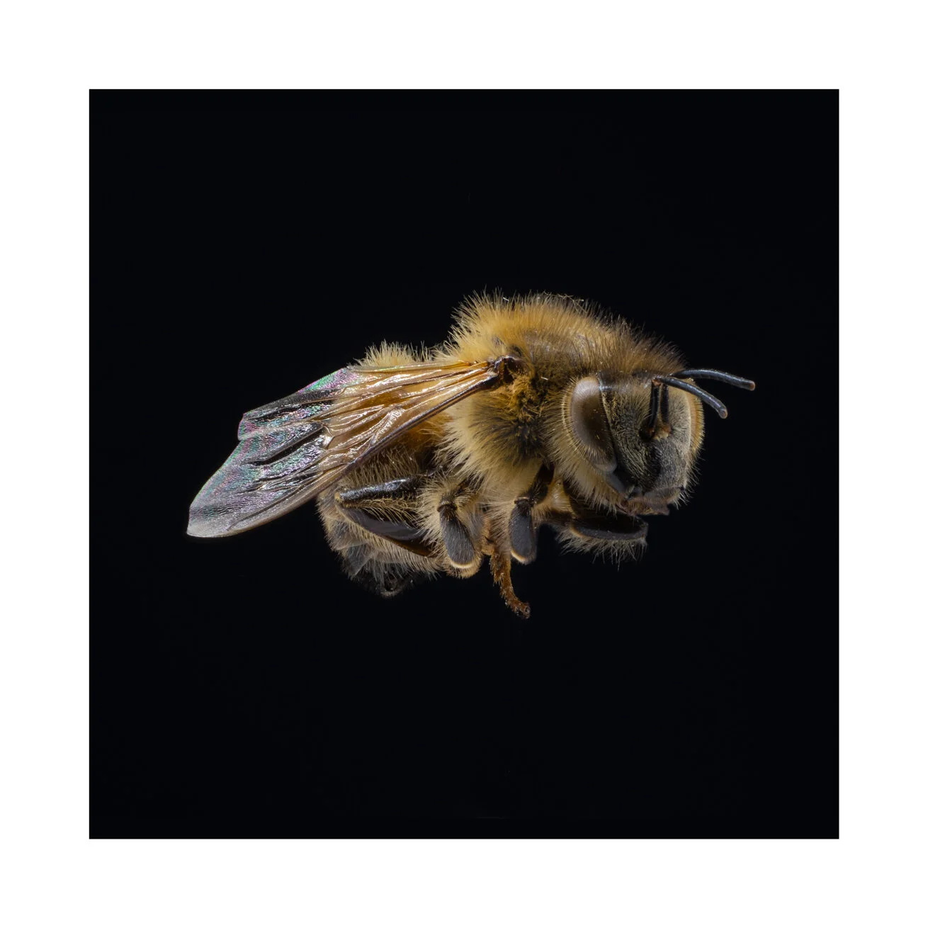 Bee3.jpg