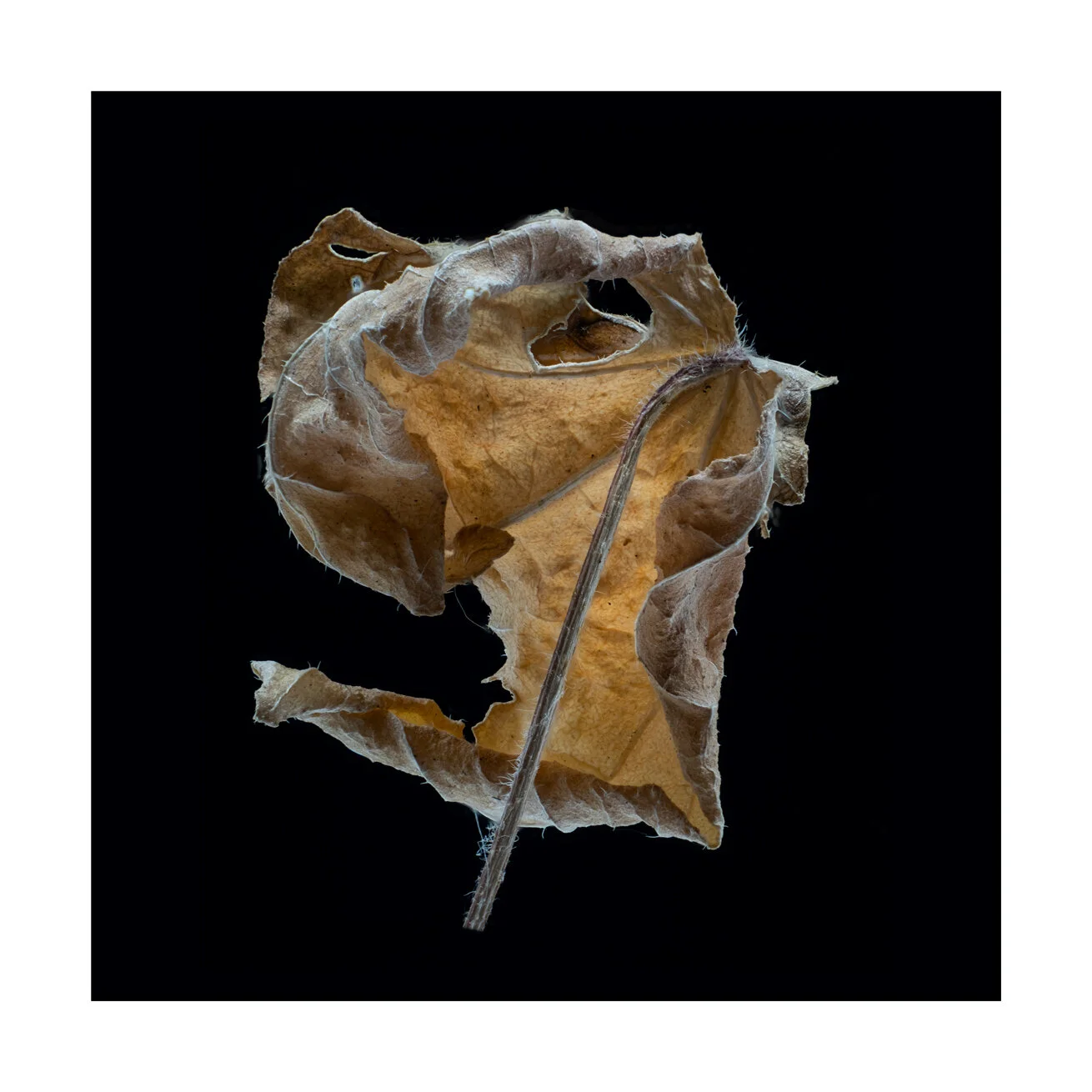 DryLeaf1.jpg