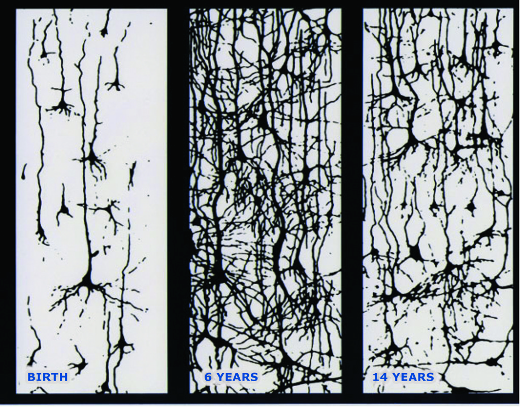 Neural connections in the brain from birth to 14 years Source: Conel, JL. The postnatal development of the human cerebral cortex. Cambridge, Mass: Harvard University Press, 1959