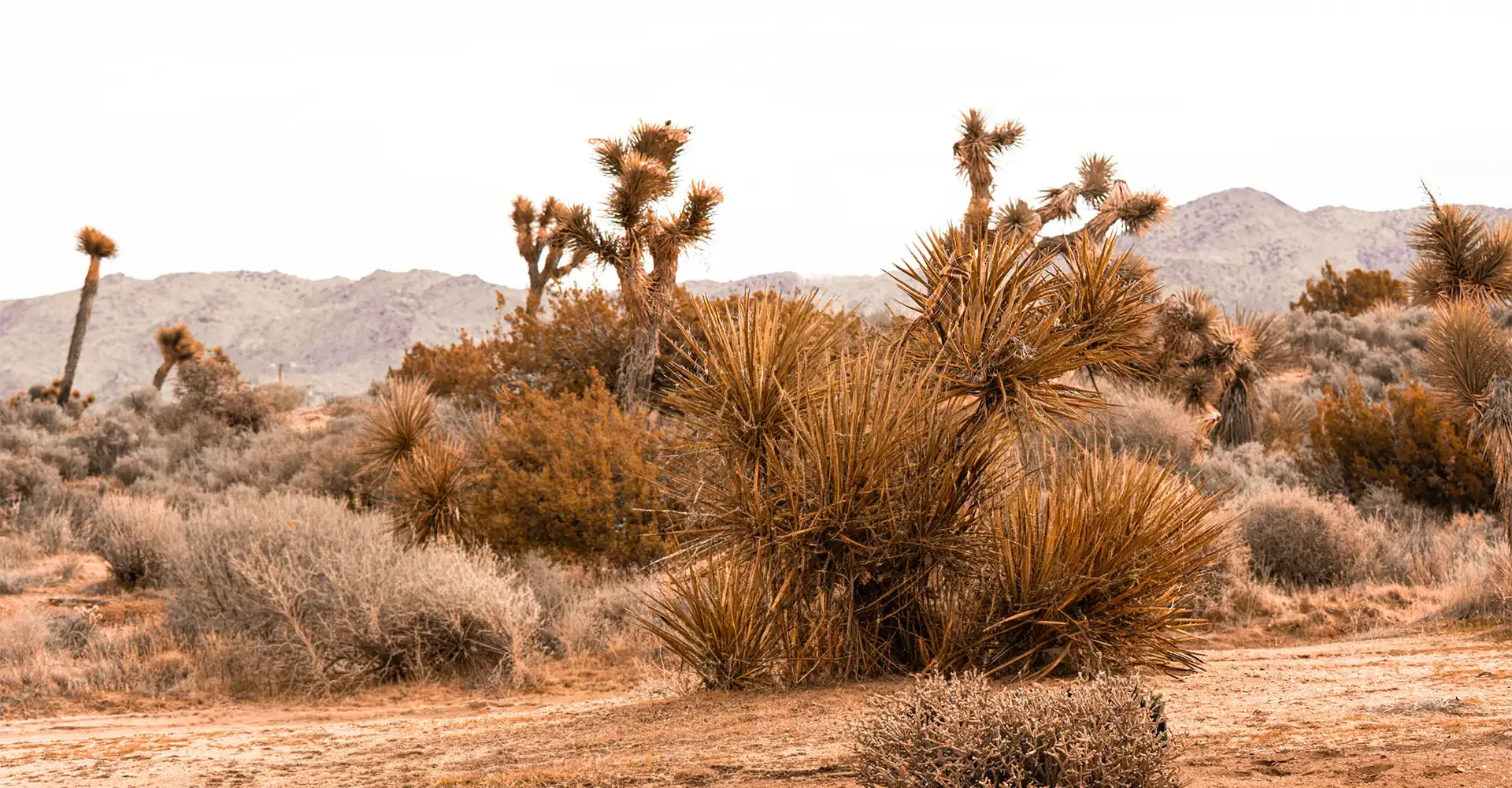 Desert landscape with Joshua trees and dry bushes, distant mountains in a hazy sky