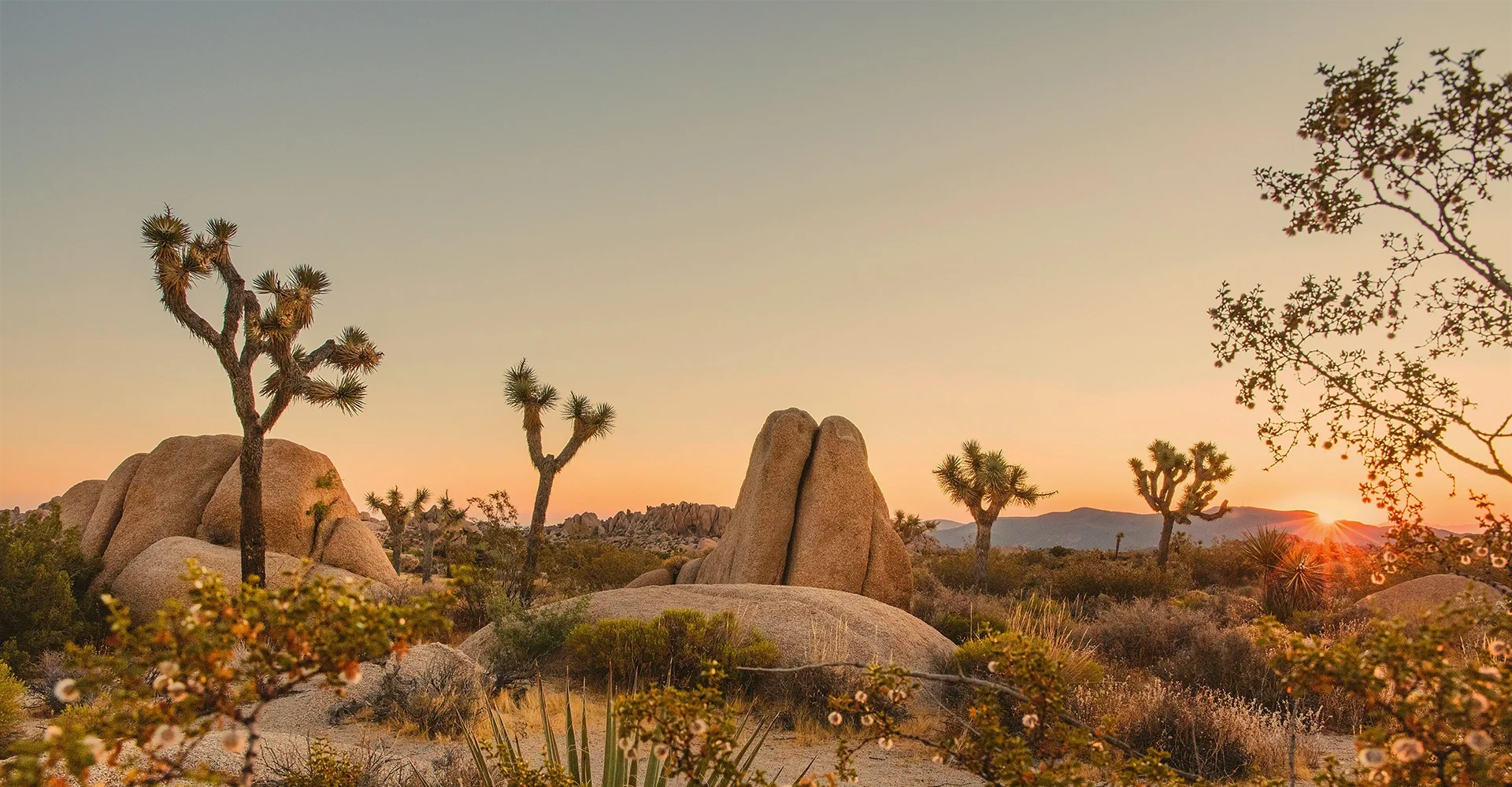 Desert landscape at sunset featuring large rocks, Joshua trees, and desert vegetation under a clear sky.