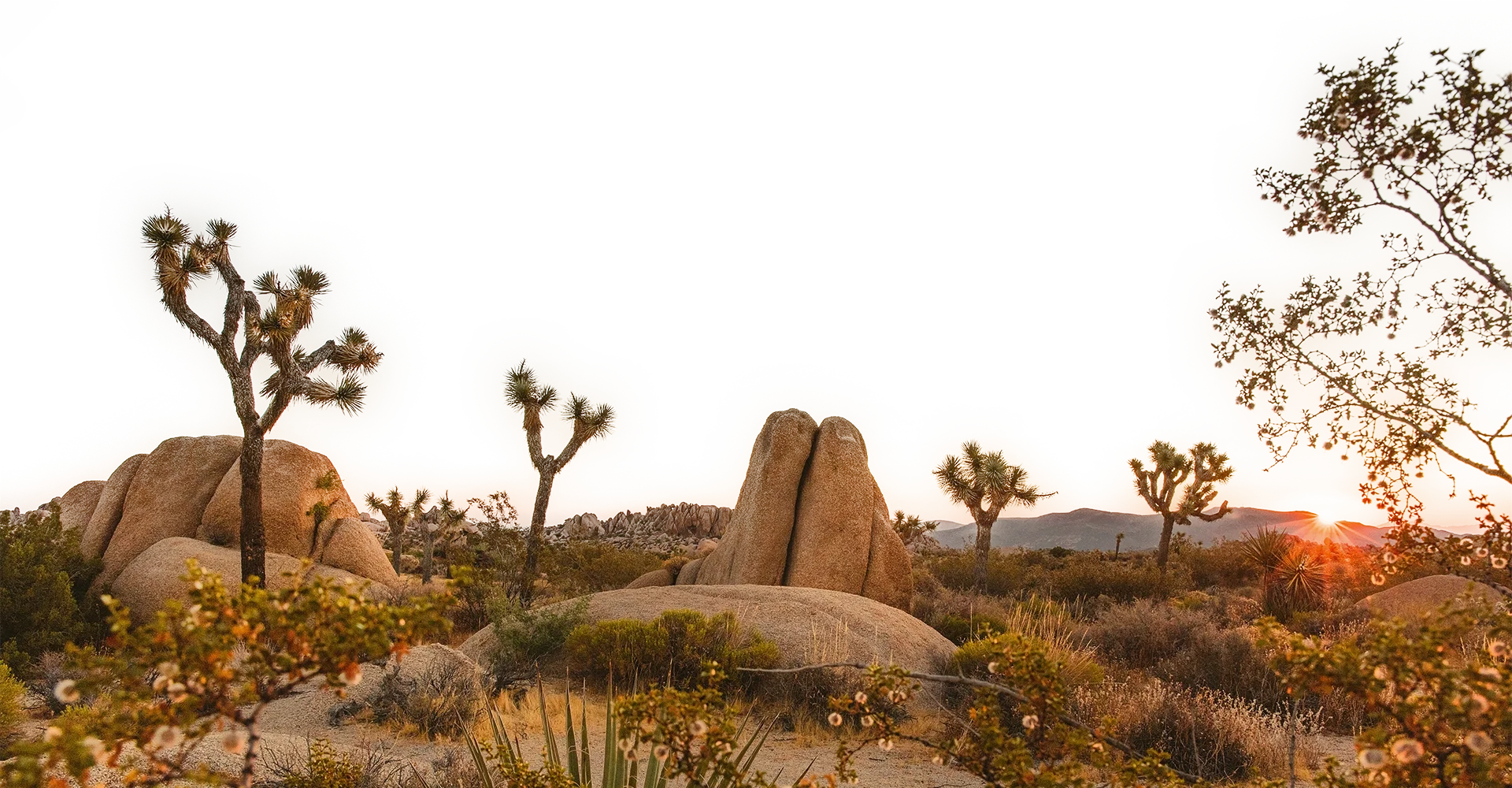 Sunset over a desert landscape with Joshua trees, large granite boulders, and distant mountains.