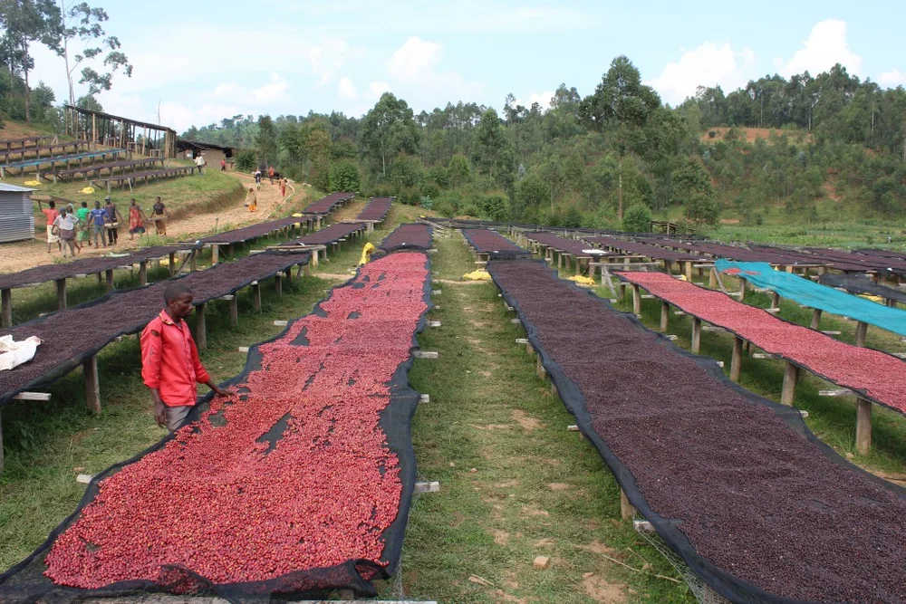 Small Name Big Coffee: Burundi Kibingo — Vertical Coffee Roasters