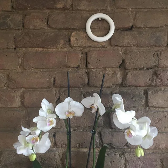 Single white hoop .
.
#whiteceramics #object #hoop #ceramics #clay #wheelthrown #pottery #ring #orchids #white #interior