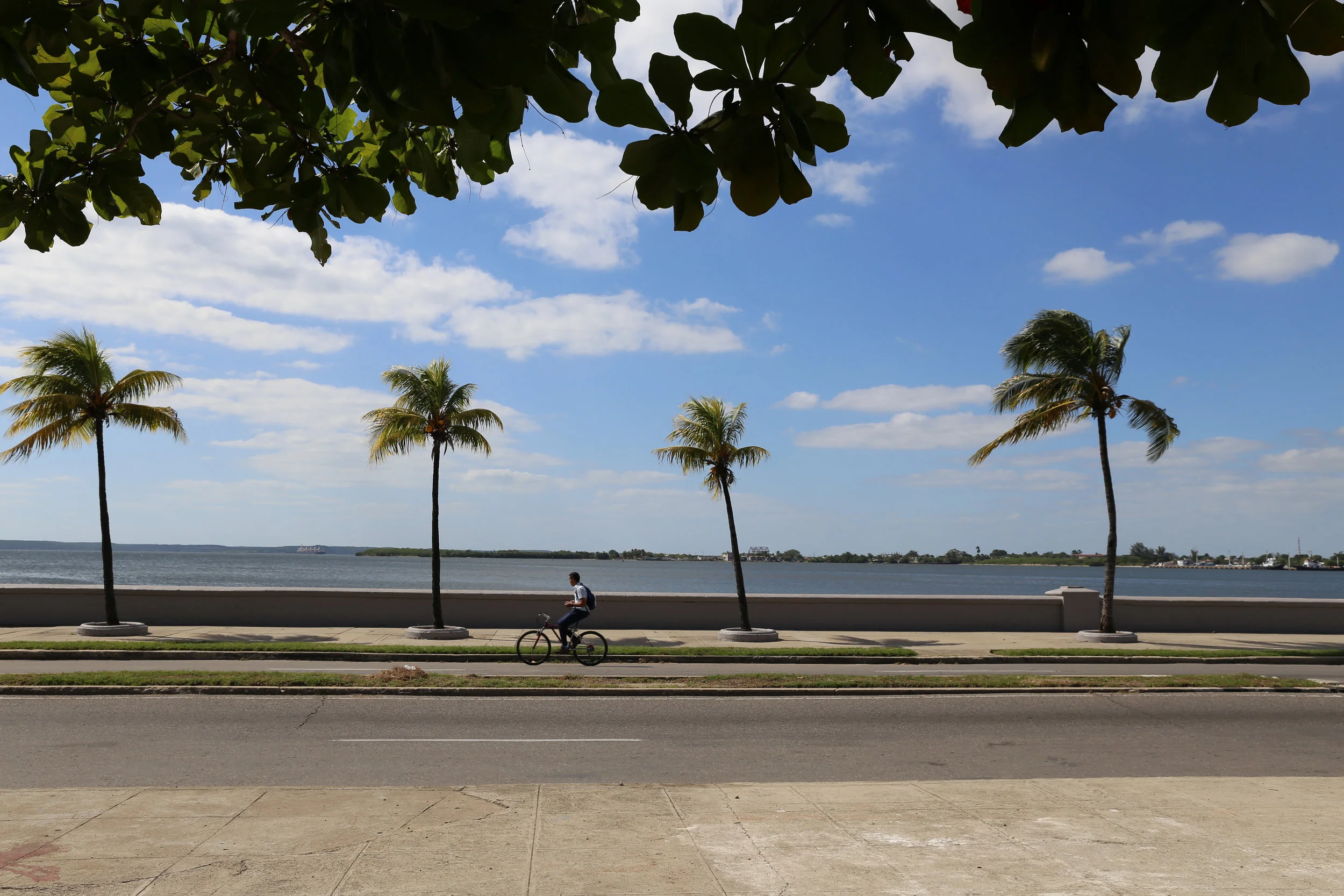 palms&bikes.jpg