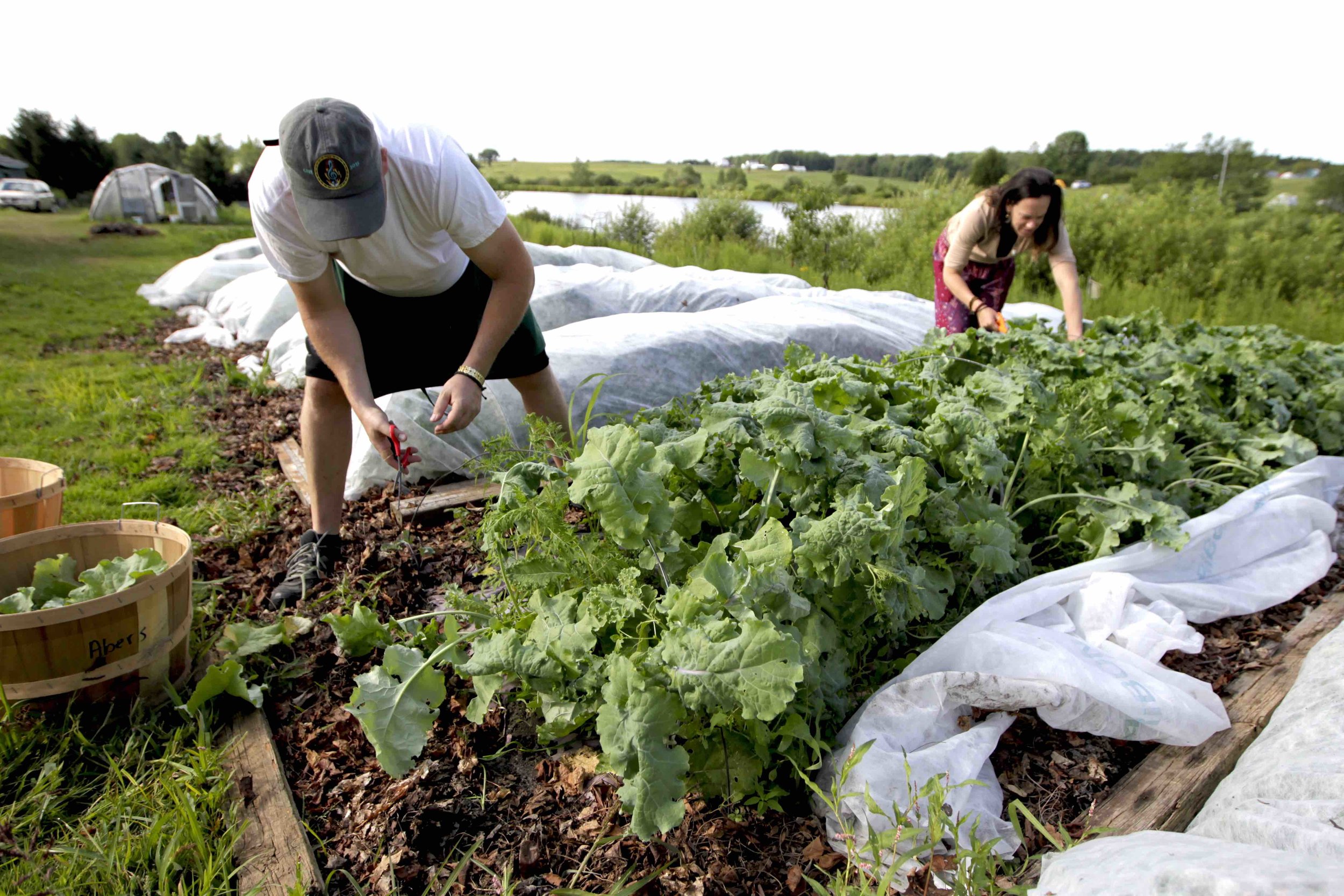 Harvesting Dinner 3 copy.jpg