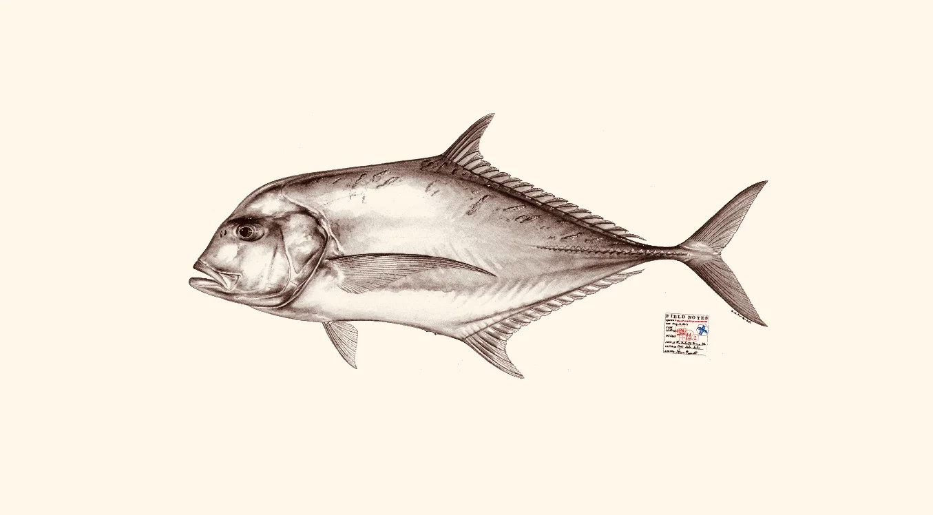 African Pompano. Copyright Diane Peebles.