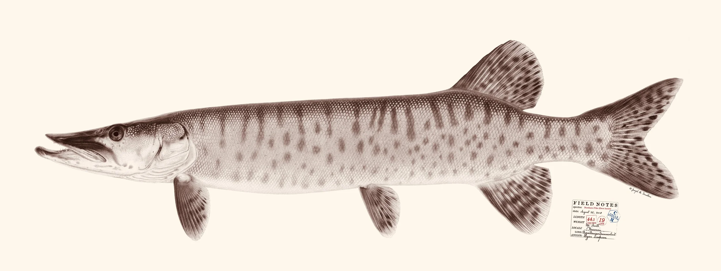 Muskellunge. Copyright Joseph Tomelleri.