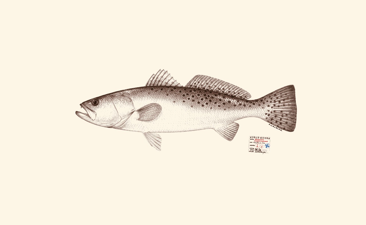 Speckled Sea trout. Copyright Diane Peebles.