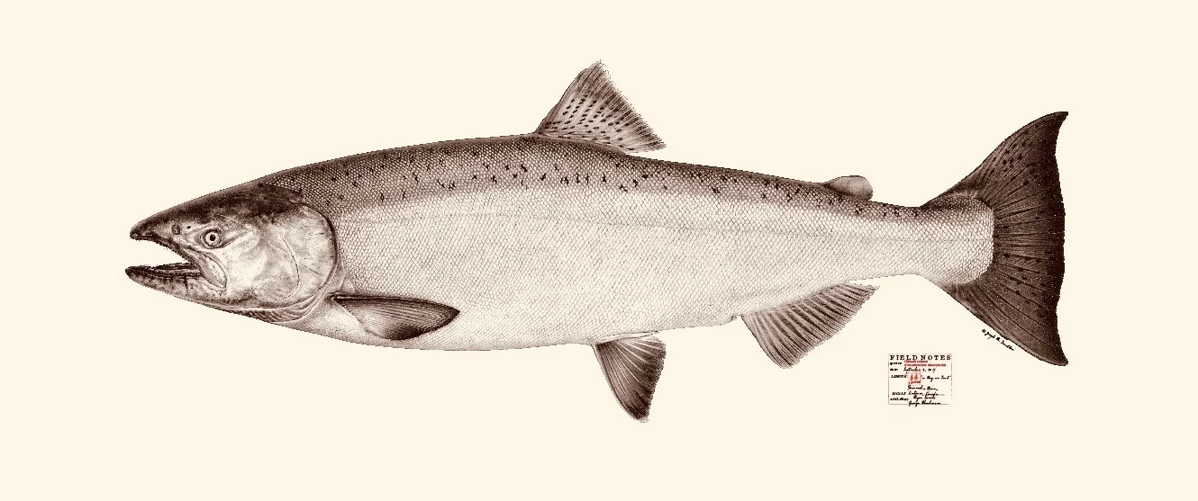 King salmon. Copyright Joseph Tomelleri.