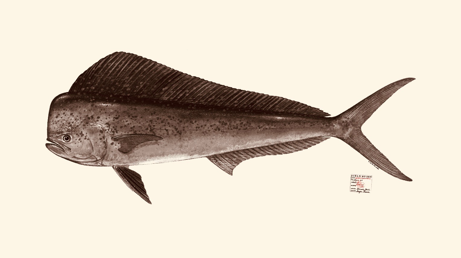Mahi Mahi. Copyright Diane Peebles.