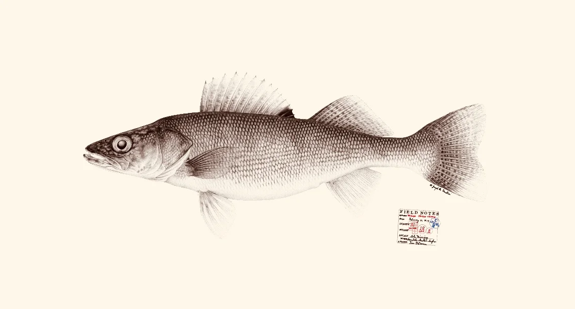 Walleye. Copyright Joseph Tomeleri.