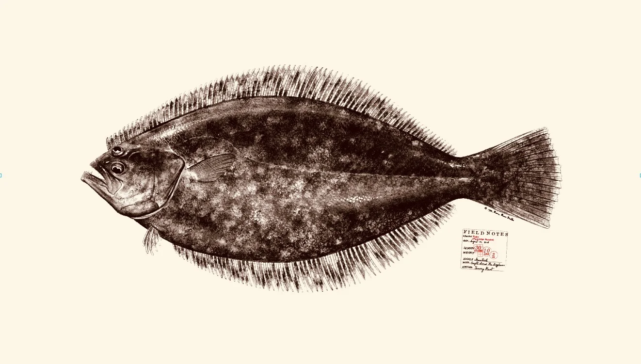 Fluke. Summer flounder. Copyright Diane Peebles.