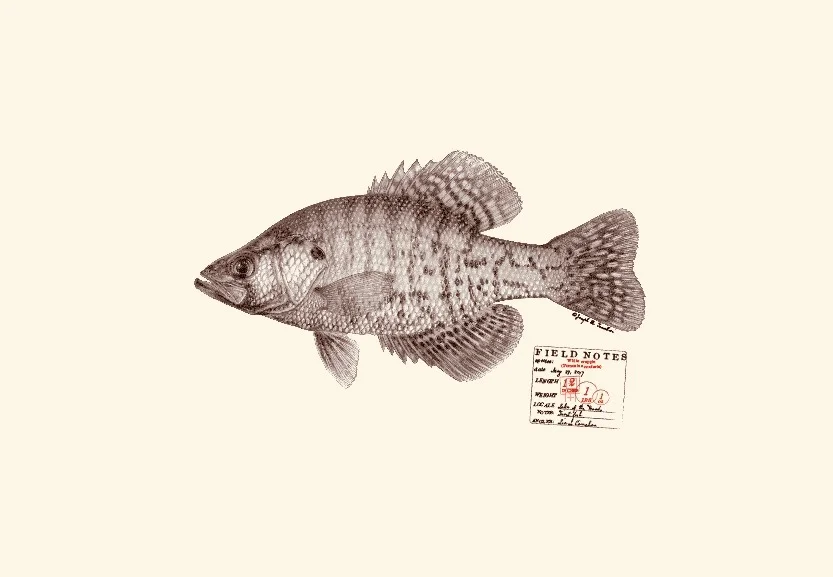 Crappie, White. Copyright Joseph Tomelleri.