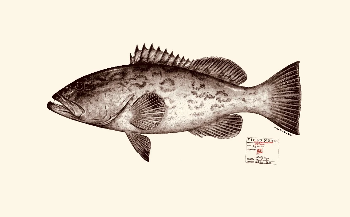 Gag Grouper. Copyright Diane Peebles.