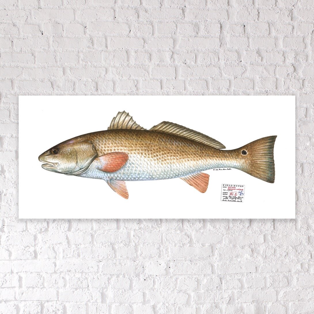 Fish Print Shop Life-Sized Prints