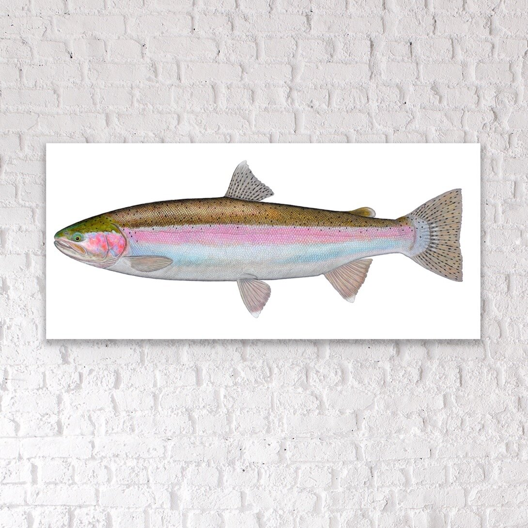 PVFemaleSteelhead.jpeg