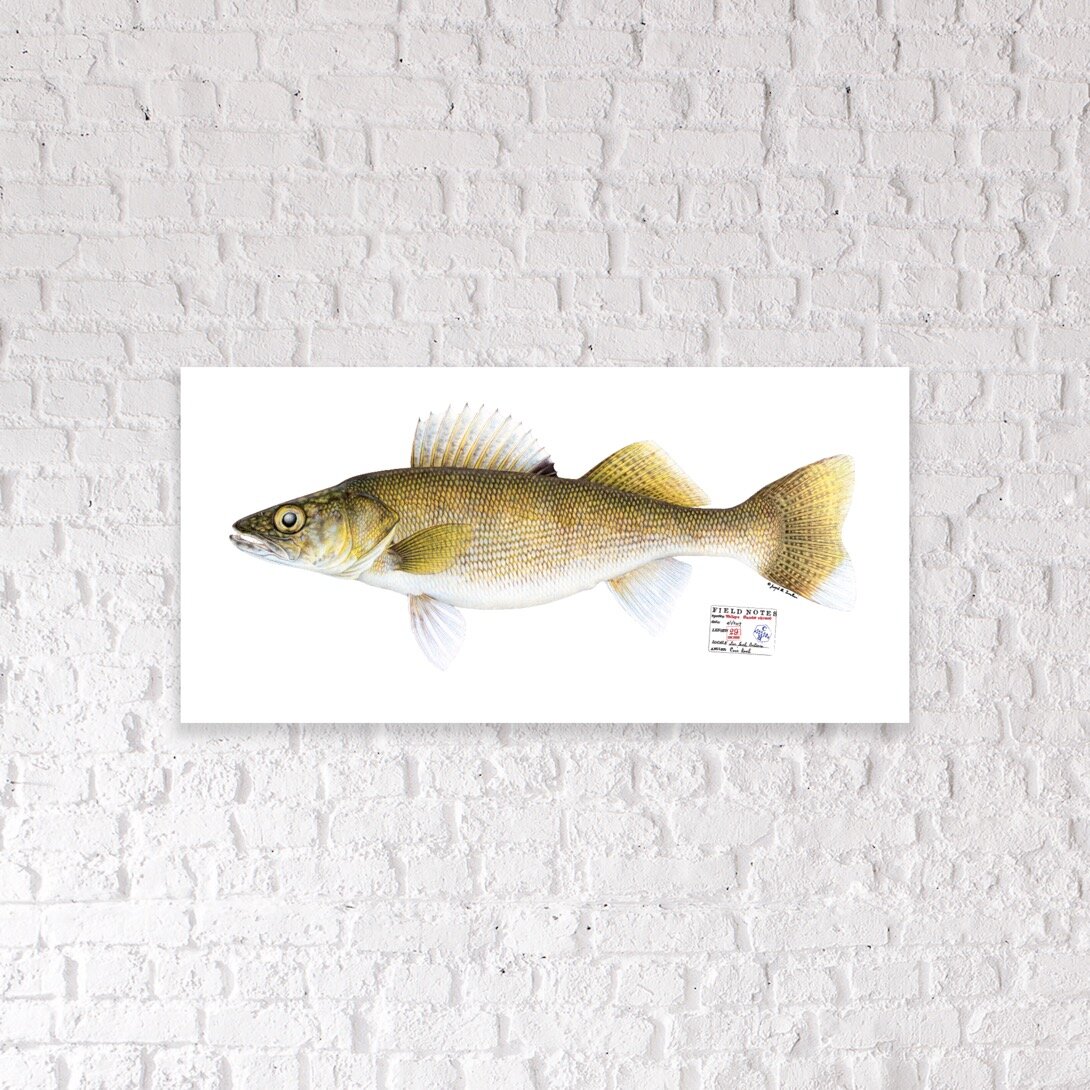 Fish Print Shop- Life-Size Prints