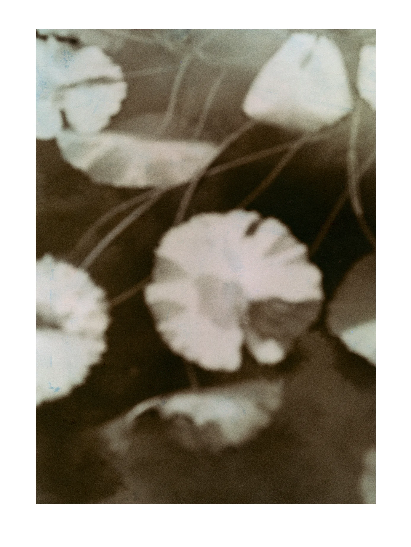 Waterlillies