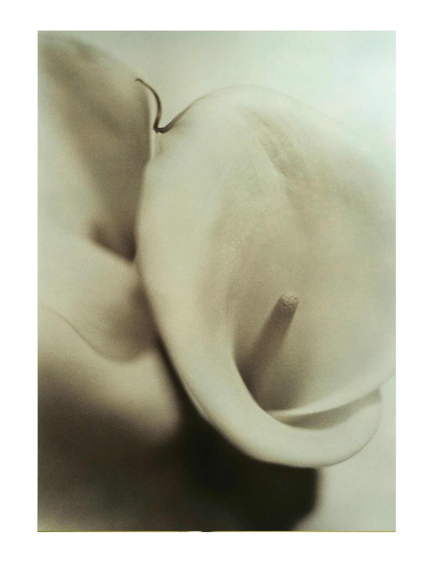 Calla Lilies 2