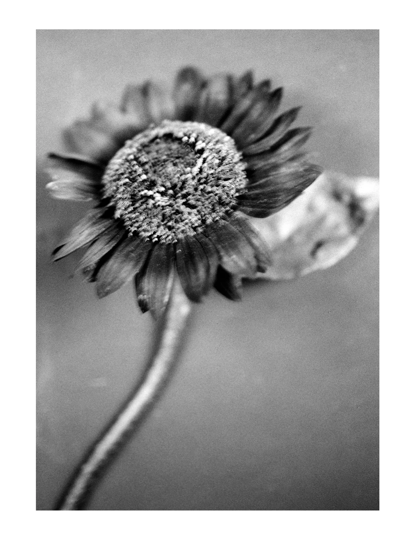 Sunflower 2