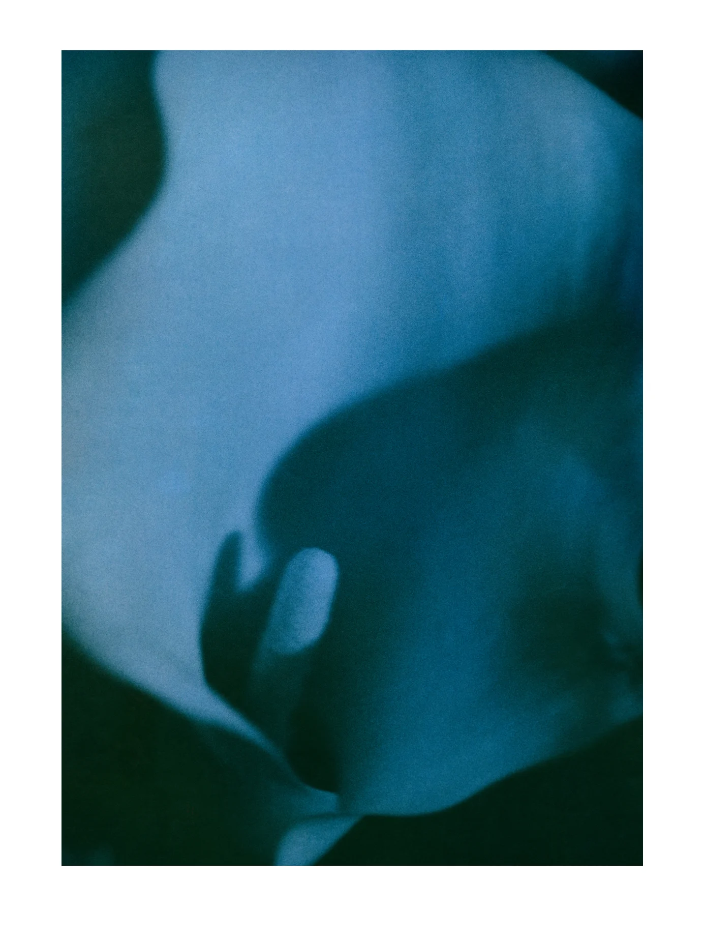 Calla Lilly