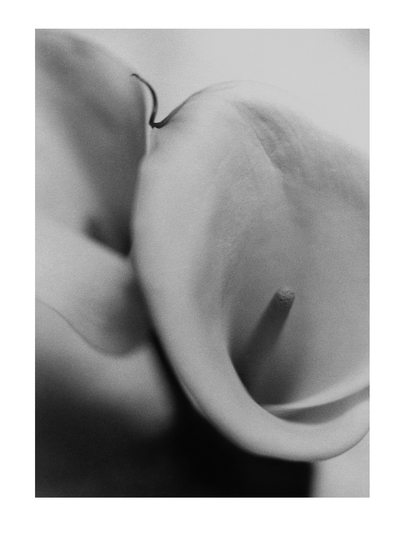 Calla Lilies 2