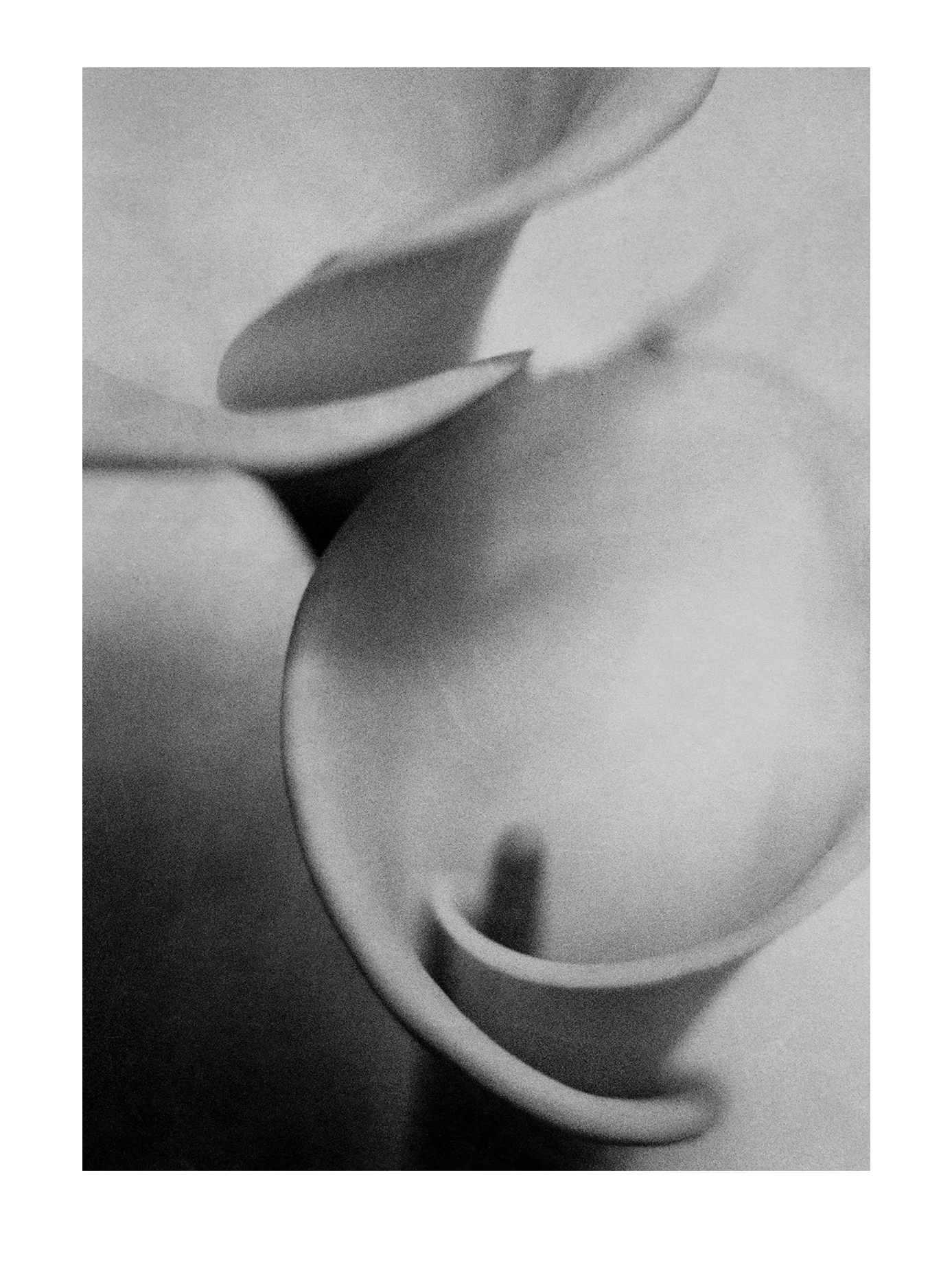 Calla Lillies 3