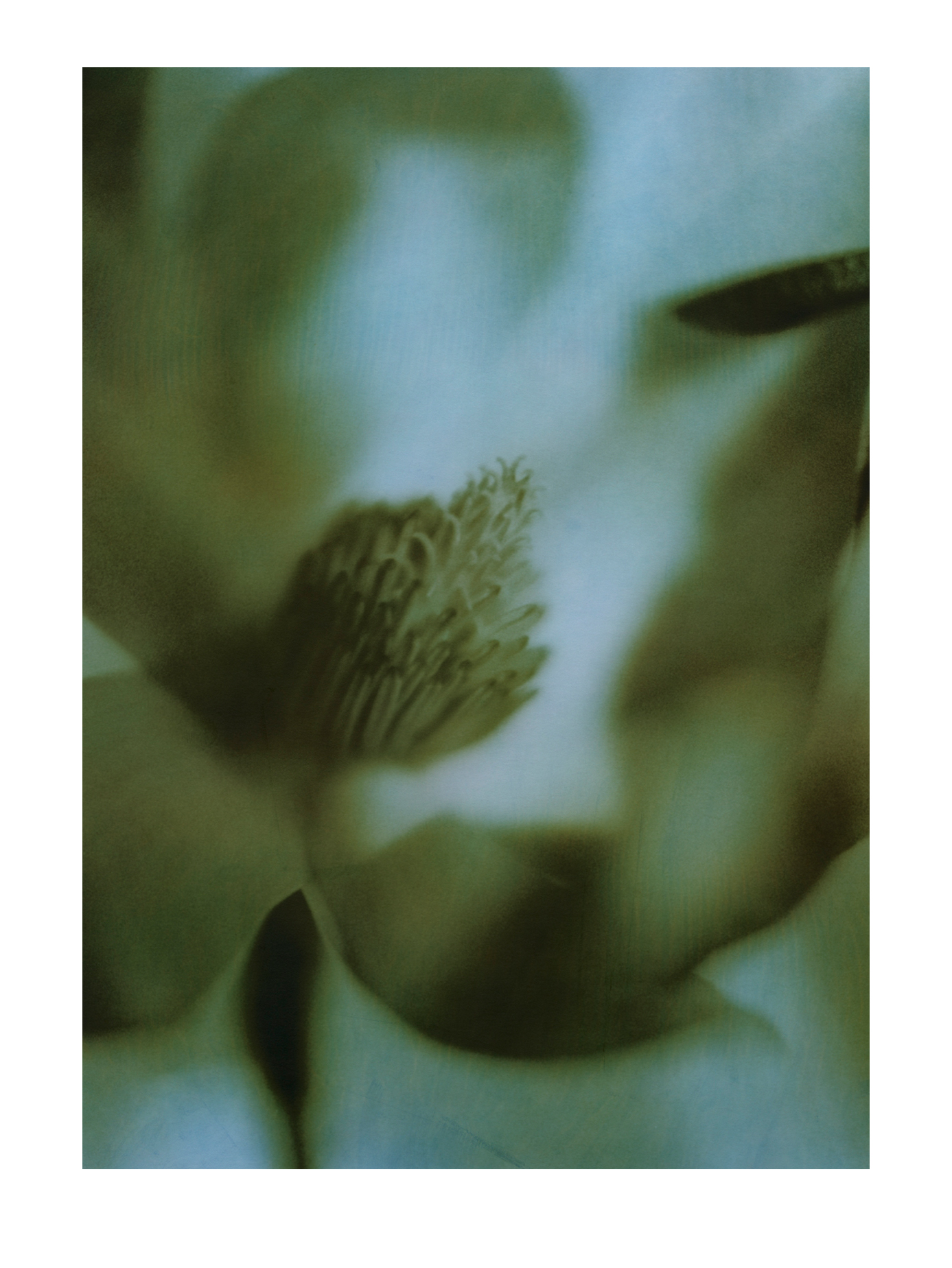 Magnolia