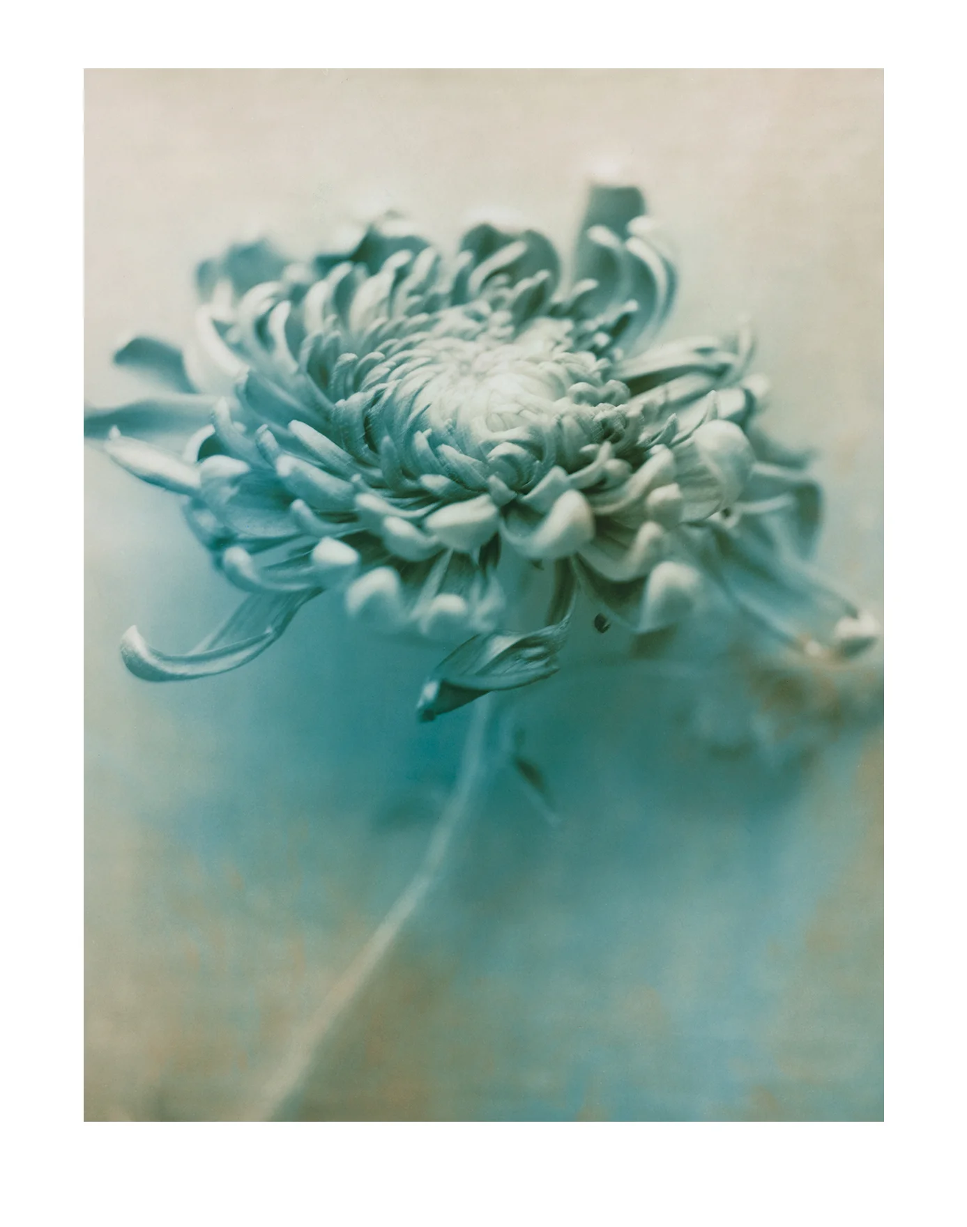  Chrysanthemum 1 