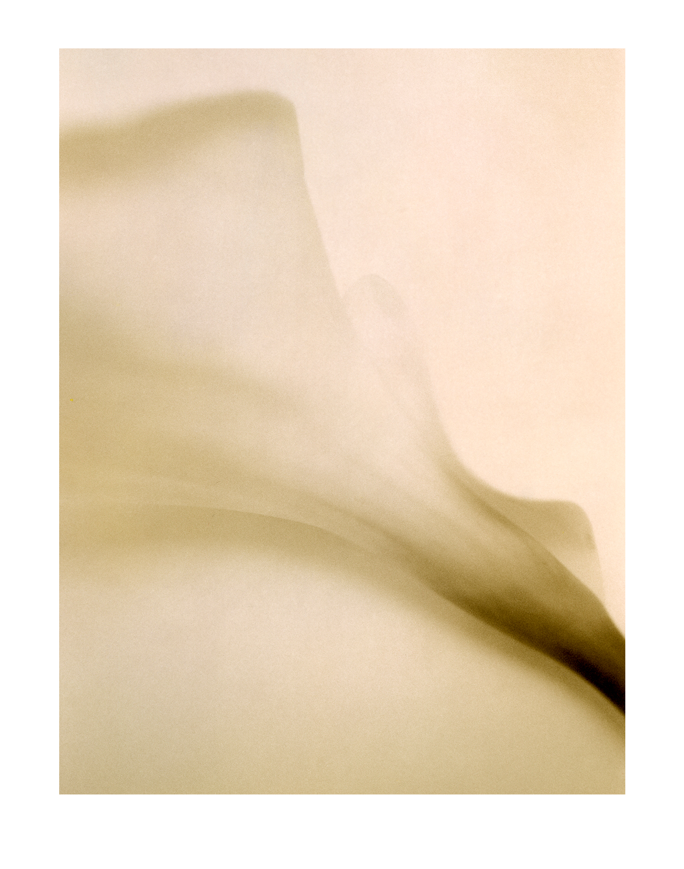 Calla Lilly 1
