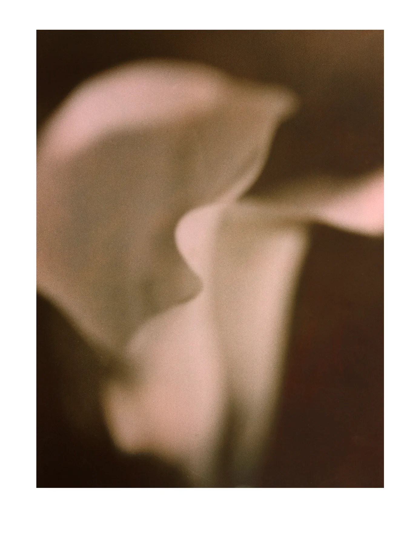 Calla Lilies 4 (in pink tones)