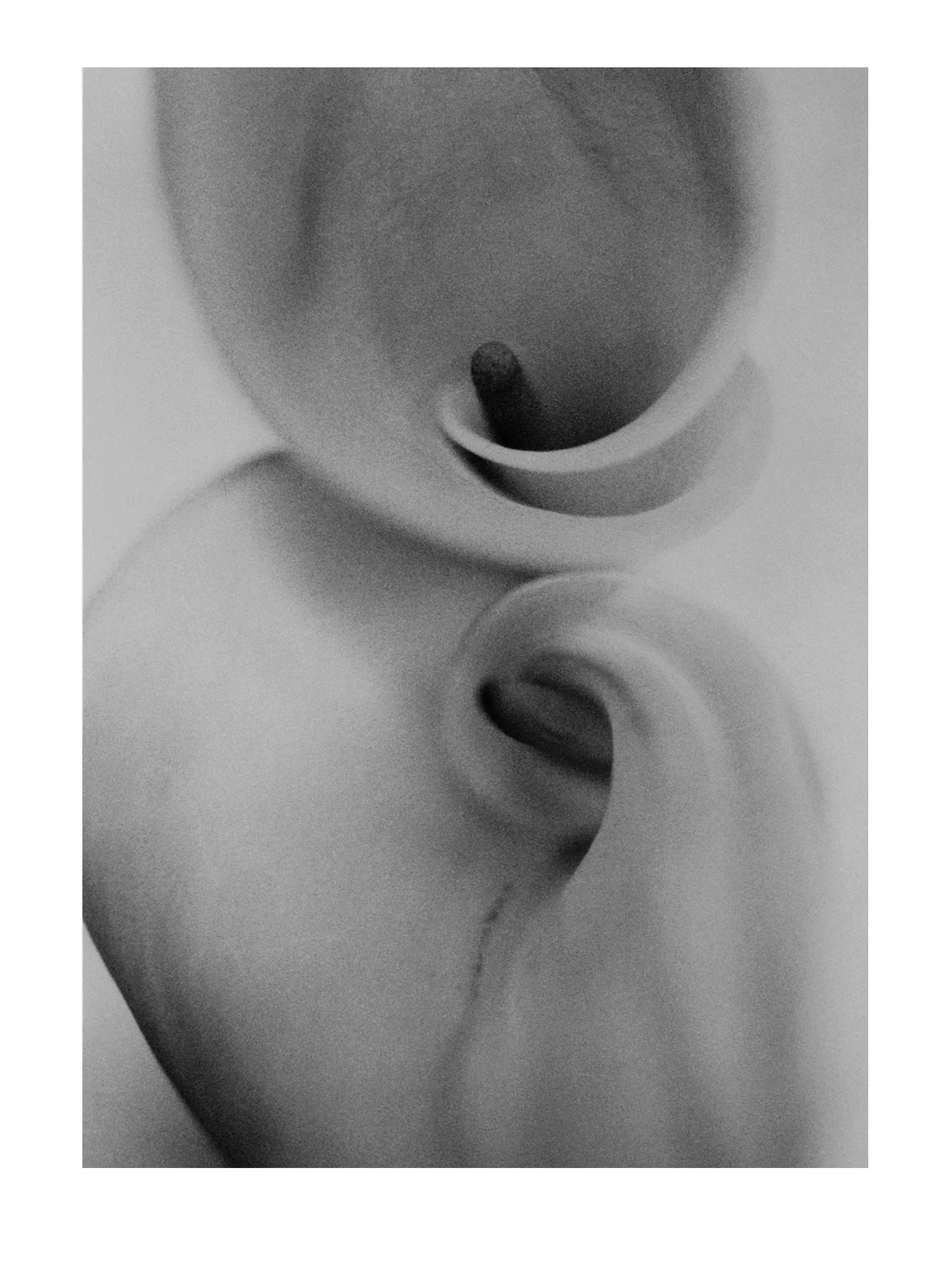 Calla Lilies 1