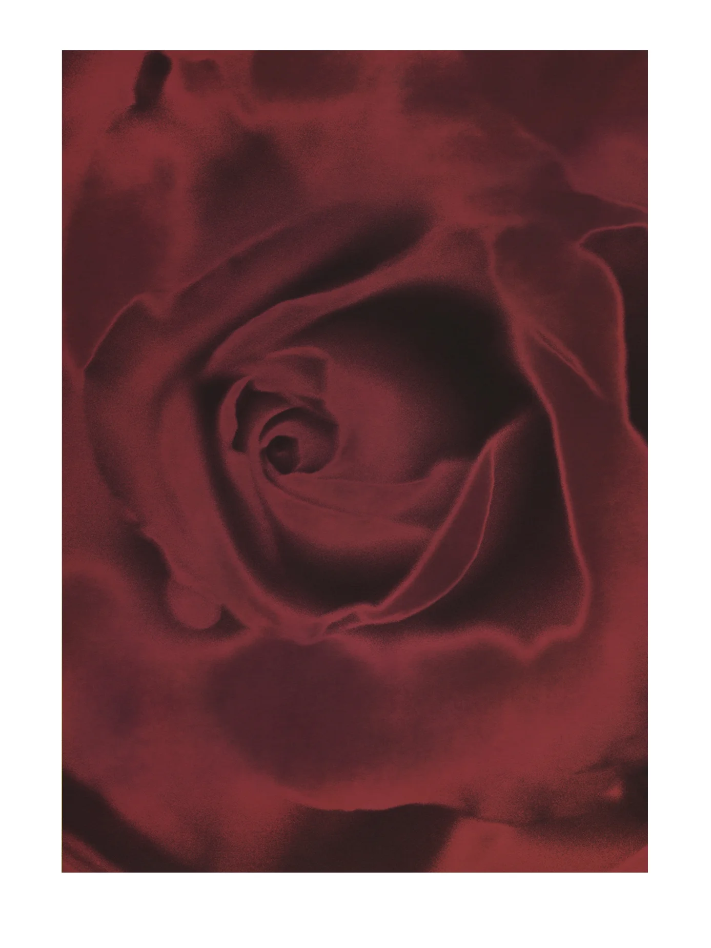 Solarized Red Rose 