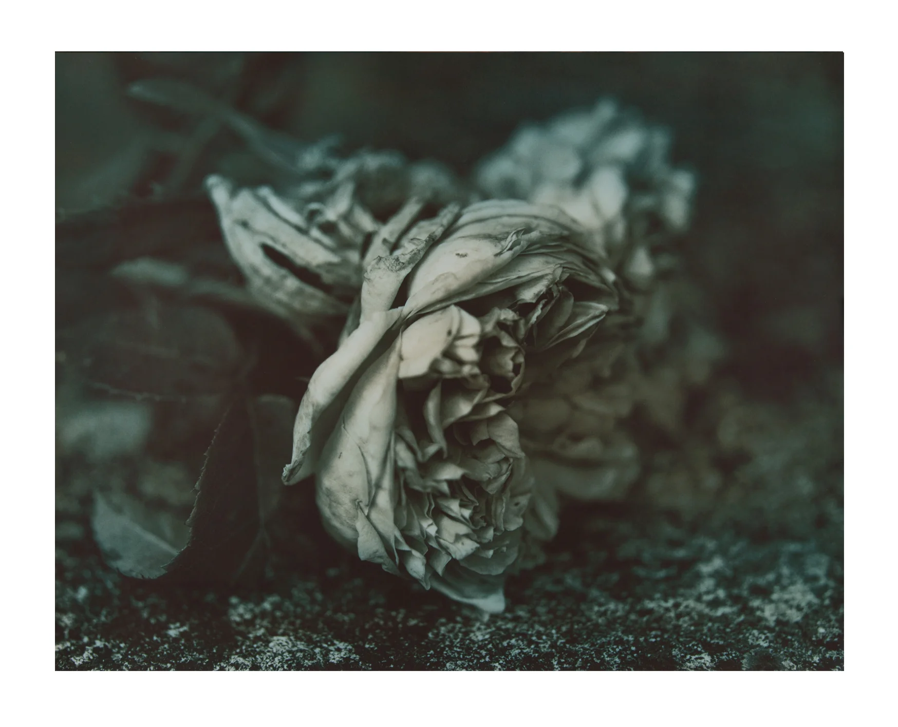 Garden Rose Hand-toned Silver Gelatin Print 11 X 15” 2003
