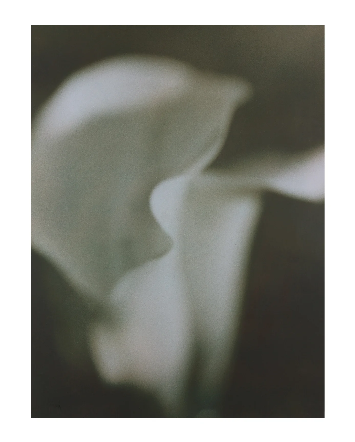 Calla Lillies (lt green) Hand-toned Silver Gelatin Print 12 . X 16” 2000