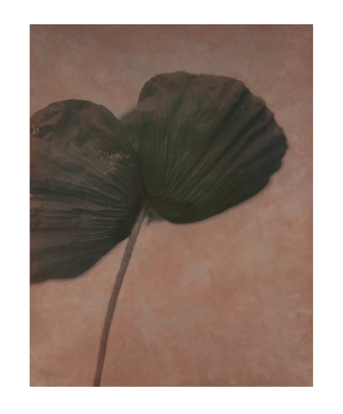 Poppies-distressed (tangerine and dk green) Hand-toned Silver Gelatin Print 19 X 141/2” 2000