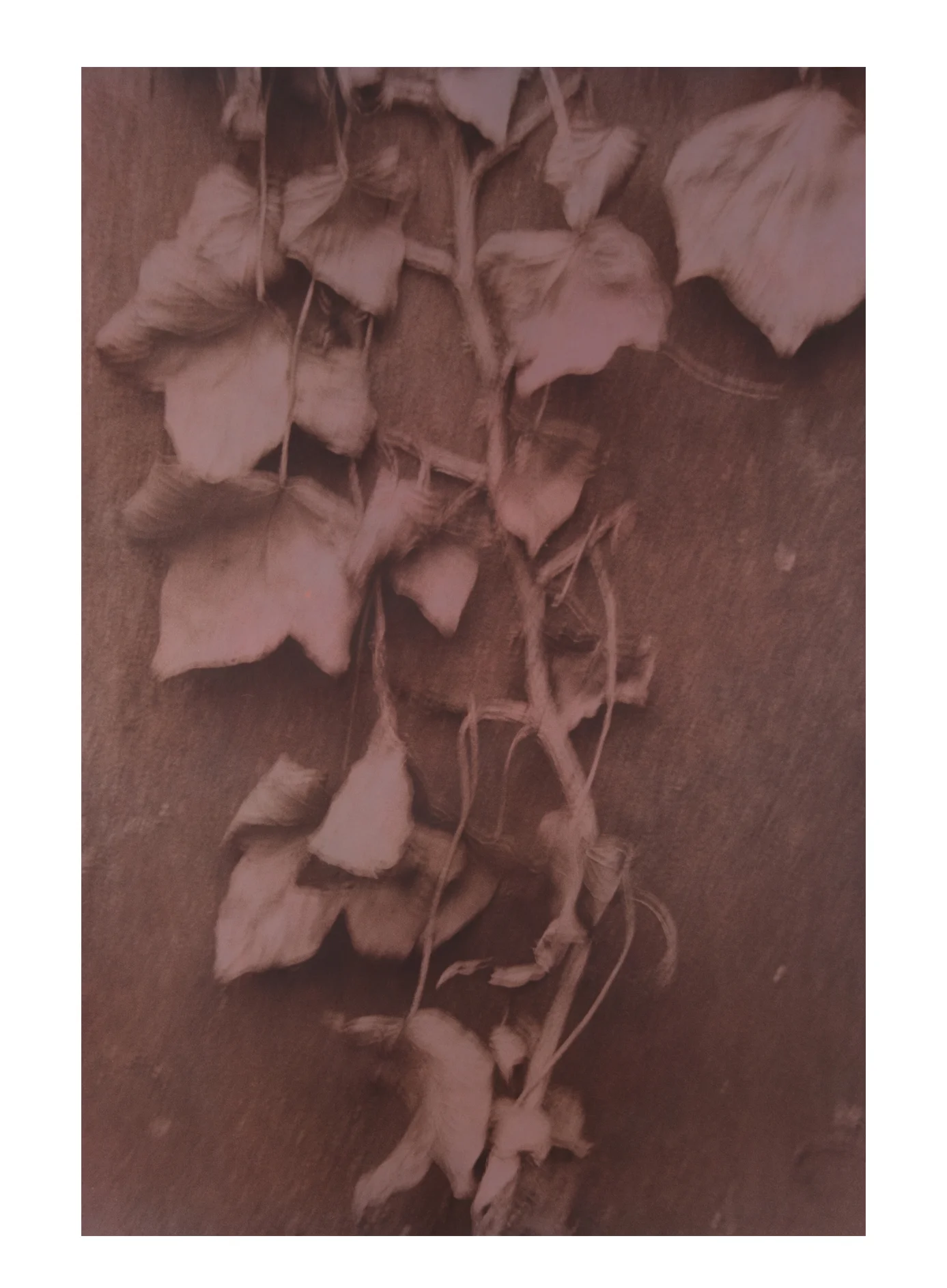 Dark Ivy Hand-toned Silver Gelatin Print 13 X 19” 2001