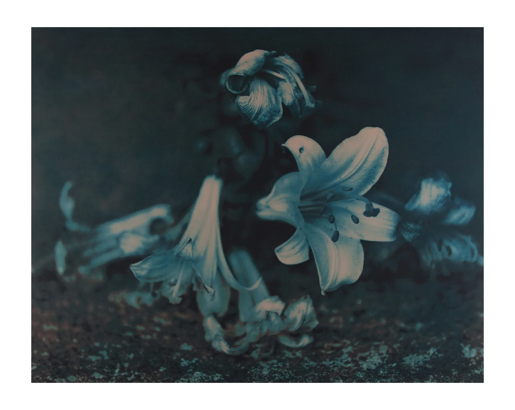 Blue lilies Digital Print (one only) 17 x 25” 2000