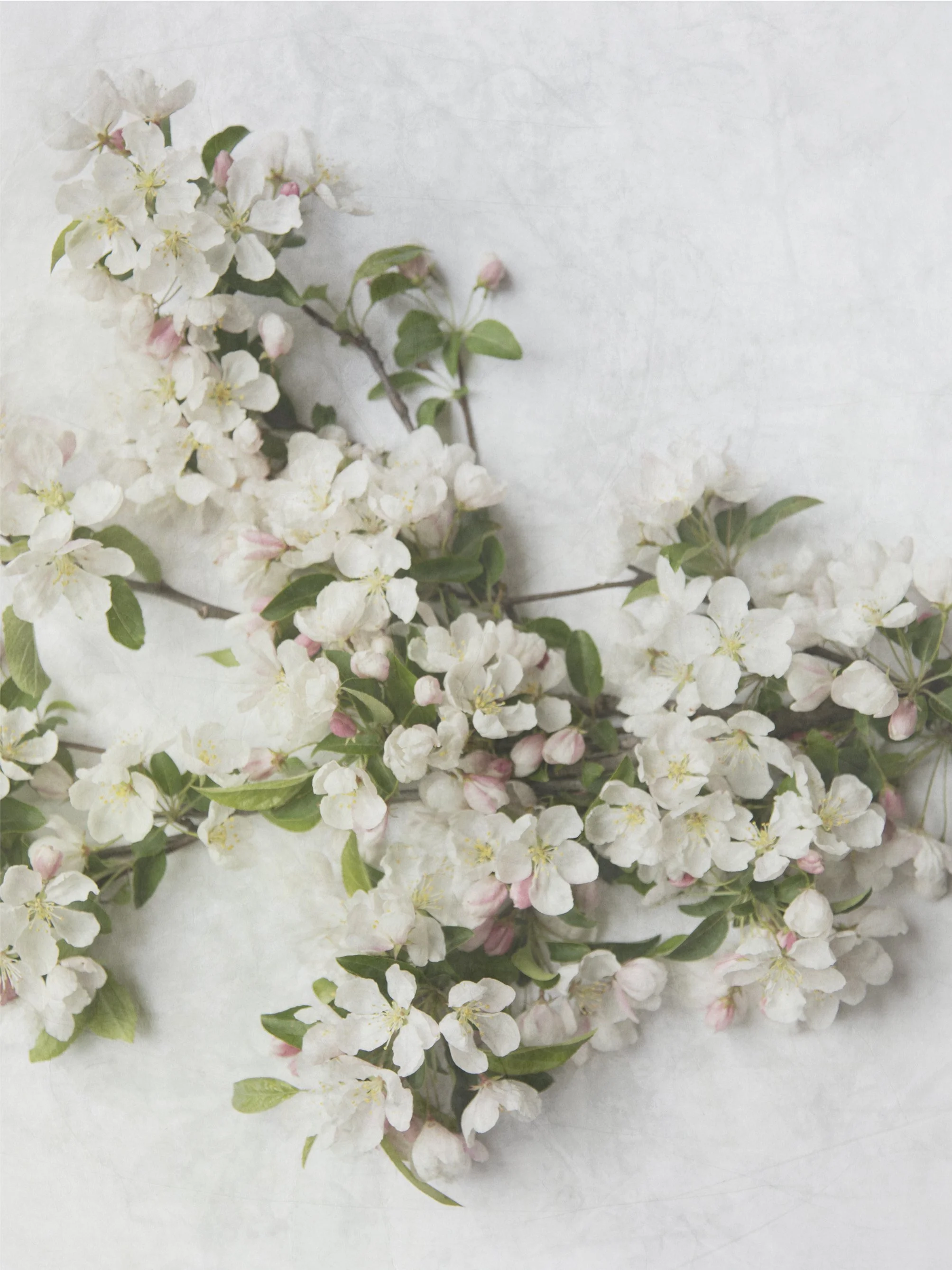web_appleBlossums3_left.jpg